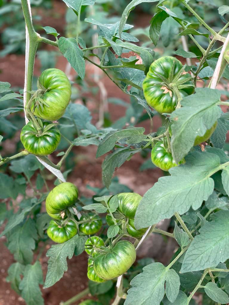 cultivo tomate invernadero
