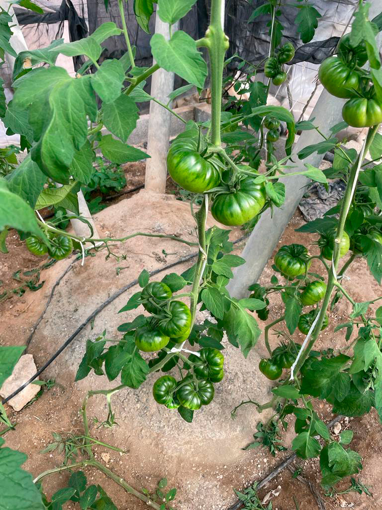 manual definitivo para plantar tomates