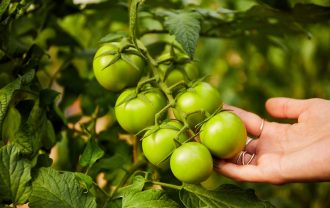 tomates vitamina D cultivo