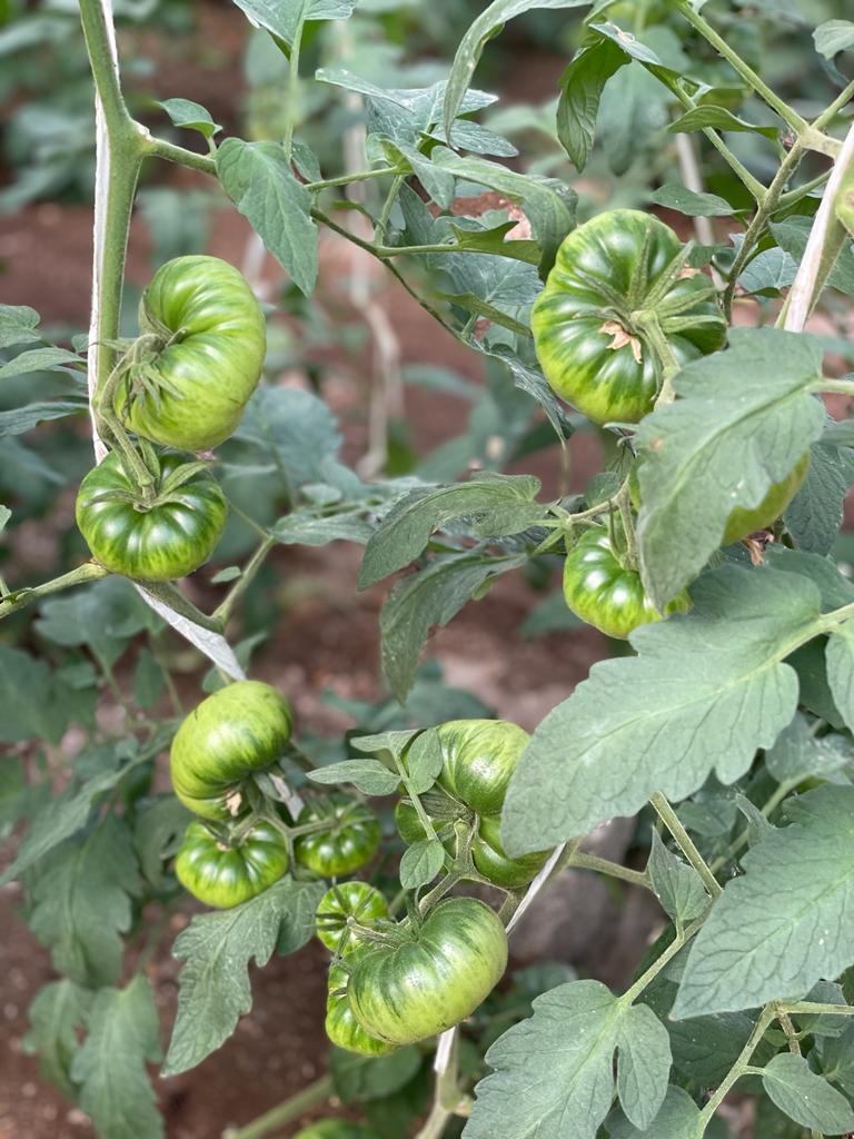tomate recupera precios de record