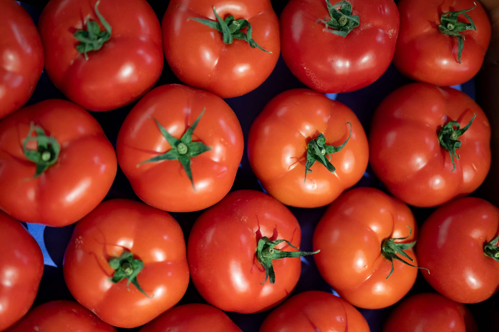 aumento productividad sector del tomate